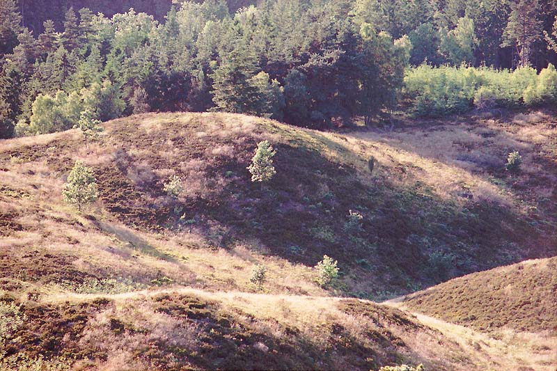 Fields of heather from Himmelbjerget (Sky Mountain), Jutland