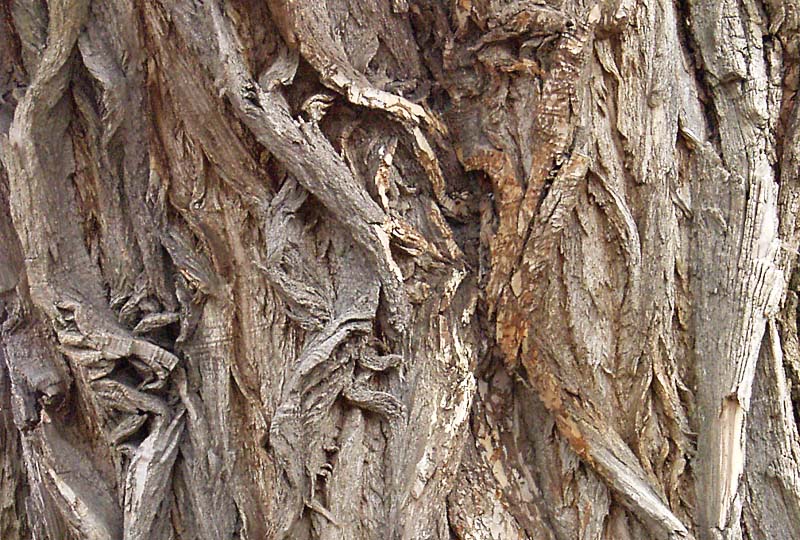 Tree bark, Mimico Creek, Toronto