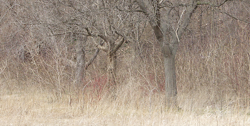 Dry grasses and leafless trees, Mimico creek, Toronto