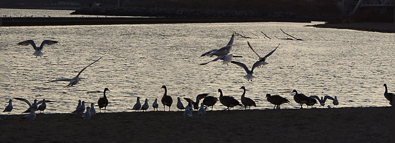 Birds at Toronto waterfront in January