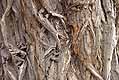 Tree bark, Mimico Creek, March 2002